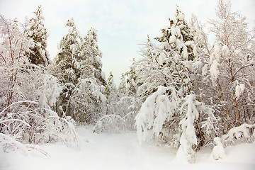 Image showing Frozen north woods in snow