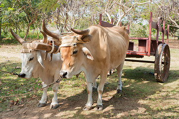 Image showing Oxen in Cuban Farm