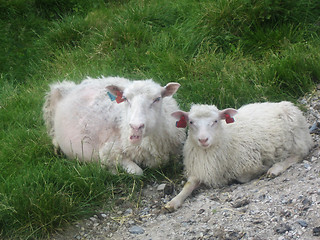 Image showing Sheeps