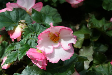 Image showing Begonia