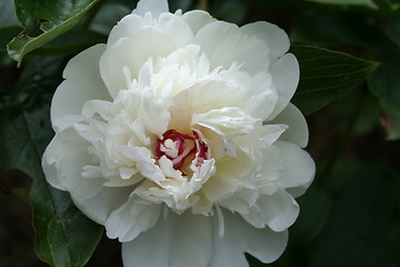 Image showing Beautiful white peony