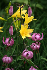 Image showing Lilies