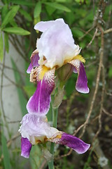 Image showing Iris