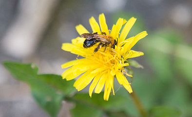 Image showing Bee on dandelion