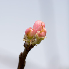 Image showing Apple blossom with clipping path