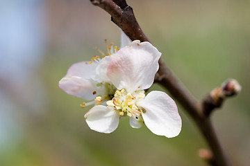 Image showing Apple blossom