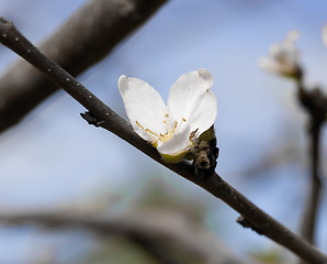 Image showing Apple blossom