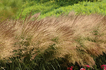 Image showing Waving heather