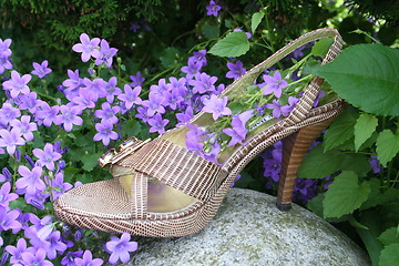 Image showing Shoe and flower