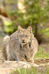 Image showing Canadian Lynx (Lynx canadensis) crouching.