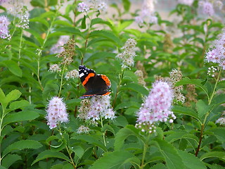 Image showing butterfly