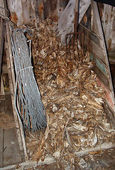 Image showing Cod bones