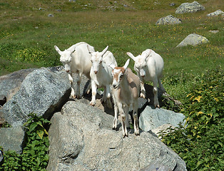 Image showing Goats in the mountain