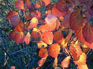 Image showing Leaves in automn