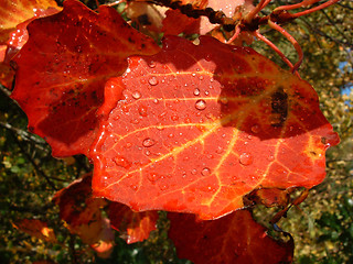 Image showing Leaves in automn