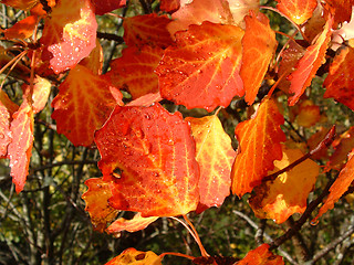 Image showing Leaves in automn