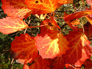 Image showing Leaves in automn