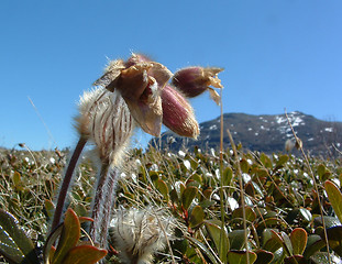 Image showing Mountain flowers Mogop