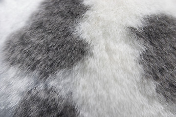 Image showing Bunny Fur