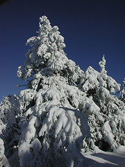 Image showing Winter trees