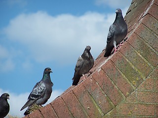 Image showing pigeon