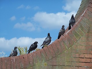 Image showing pigeons