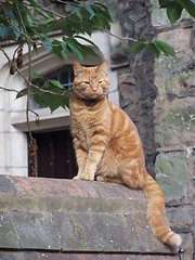 Image showing cat on the wall