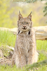 Image showing Lynx canadensis, sitting