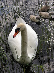 Image showing swans