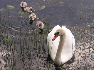 Image showing a swan family in line