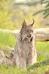 Image showing Lynx canadensis - looking right