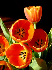 Image showing Golden tulips