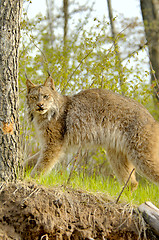 Image showing Lynx canadensis standing