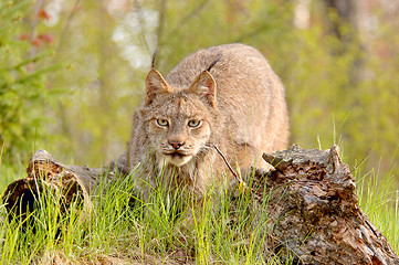 Image showing Lynx canadensis stalking