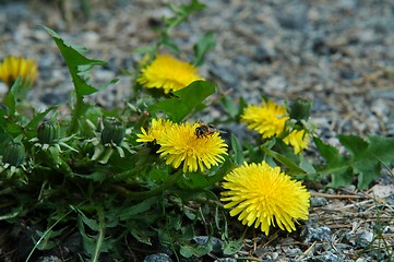 Image showing Bee on yellow flower