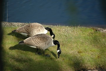 Image showing Grazing geese