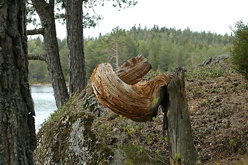 Image showing Natural wooden sculpture