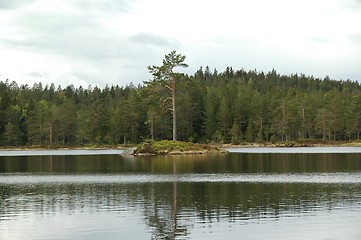 Image showing Pinetree in lake