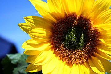 Image showing sunflower