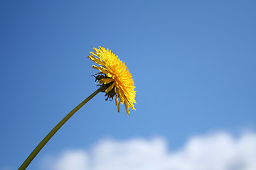 Image showing dandelion in blue