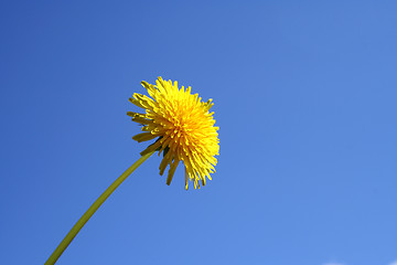 Image showing dandelion blue