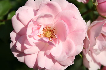 Image showing Pink rose