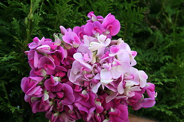 Image showing A bunch of sweet peas