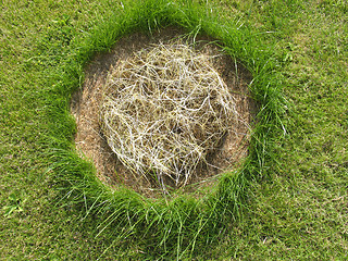 Image showing Grass