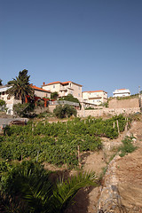Image showing vineyard with houses