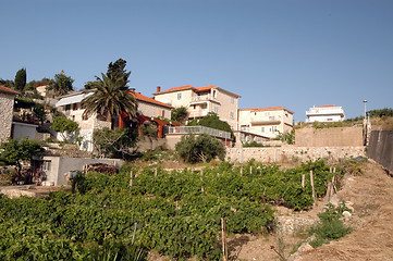 Image showing vineyard with houses