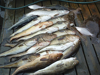 Image showing Haul from sea