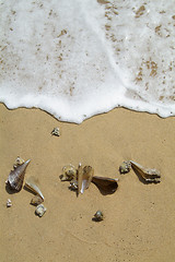 Image showing Sea-shells on the beach