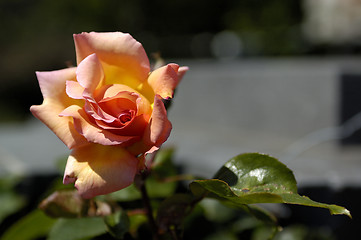 Image showing Rose