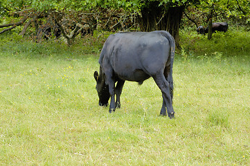 Image showing cow